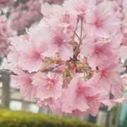 ヒメ日記 2025/03/16 09:38 投稿 かおり 人妻花かんざし