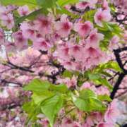 ヒメ日記 2025/03/18 20:23 投稿 かおり 人妻花かんざし