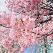 ヒメ日記 2025/03/22 20:01 投稿 かおり 人妻花かんざし