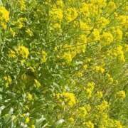 ヒメ日記 2025/03/25 11:51 投稿 かおり 人妻花かんざし