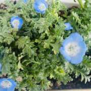 ヒメ日記 2025/03/26 10:15 投稿 かおり 人妻花かんざし