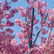 ヒメ日記 2025/03/27 19:45 投稿 かおり 人妻花かんざし