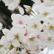 ヒメ日記 2025/03/31 07:17 投稿 かおり 人妻花かんざし