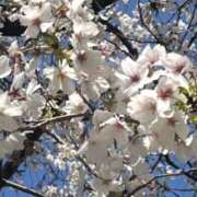 ヒメ日記 2025/04/05 08:25 投稿 かおり 人妻花かんざし