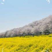 ヒメ日記 2025/04/09 07:05 投稿 かおり 人妻花かんざし