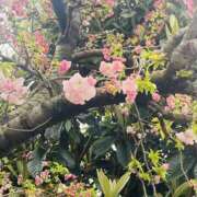 ヒメ日記 2025/04/11 10:57 投稿 かおり 人妻花かんざし