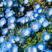 ヒメ日記 2025/04/12 09:35 投稿 かおり 人妻花かんざし