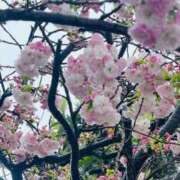 ヒメ日記 2025/04/14 08:56 投稿 かおり 人妻花かんざし