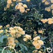 ヒメ日記 2025/04/16 19:00 投稿 かおり 人妻花かんざし