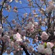 ヒメ日記 2025/04/17 19:06 投稿 かおり 人妻花かんざし