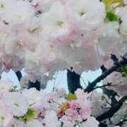 ヒメ日記 2025/04/18 08:30 投稿 かおり 人妻花かんざし