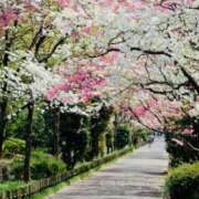 ヒメ日記 2025/04/27 08:42 投稿 かおり 人妻花かんざし