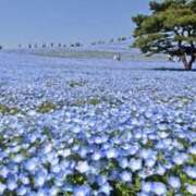 ヒメ日記 2025/04/29 08:28 投稿 かおり 人妻花かんざし