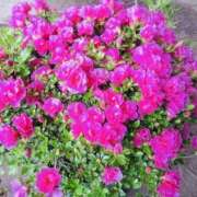 ヒメ日記 2025/04/30 19:20 投稿 かおり 人妻花かんざし