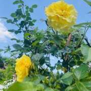 ヒメ日記 2025/05/06 09:43 投稿 かおり 人妻花かんざし