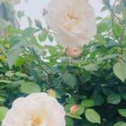 ヒメ日記 2025/05/10 08:54 投稿 かおり 人妻花かんざし