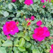 ヒメ日記 2025/05/13 17:40 投稿 かおり 人妻花かんざし