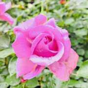 ヒメ日記 2025/05/15 22:02 投稿 かおり 人妻花かんざし