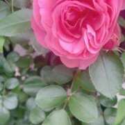 ヒメ日記 2025/05/18 18:11 投稿 かおり 人妻花かんざし