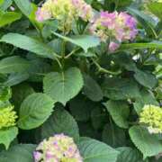 ヒメ日記 2025/05/19 12:12 投稿 かおり 人妻花かんざし