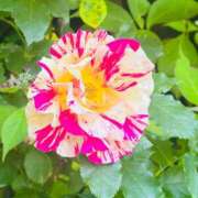 ヒメ日記 2025/05/22 21:00 投稿 かおり 人妻花かんざし