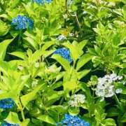 ヒメ日記 2025/05/23 18:00 投稿 かおり 人妻花かんざし