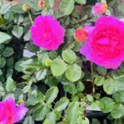 ヒメ日記 2025/05/27 19:32 投稿 かおり 人妻花かんざし