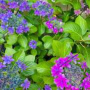 ヒメ日記 2025/05/31 17:12 投稿 かおり 人妻花かんざし