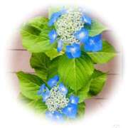 ヒメ日記 2025/06/09 12:08 投稿 かおり 人妻花かんざし