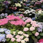 ヒメ日記 2025/06/11 19:34 投稿 かおり 人妻花かんざし