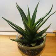 ヒメ日記 2025/06/12 20:42 投稿 かおり 人妻花かんざし