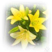 ヒメ日記 2025/06/13 09:25 投稿 かおり 人妻花かんざし