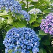 ヒメ日記 2025/06/19 19:13 投稿 かおり 人妻花かんざし