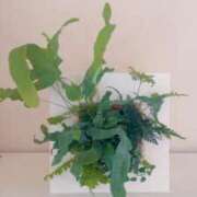 ヒメ日記 2025/06/20 09:56 投稿 かおり 人妻花かんざし