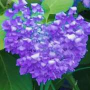 ヒメ日記 2025/06/30 21:34 投稿 かおり 人妻花かんざし