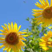 ヒメ日記 2025/07/07 15:23 投稿 かおり 人妻花かんざし