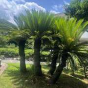 ヒメ日記 2025/07/13 13:37 投稿 かおり 人妻花かんざし