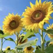 ヒメ日記 2025/07/19 09:04 投稿 かおり 人妻花かんざし