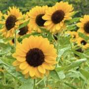 ヒメ日記 2025/07/31 20:41 投稿 かおり 人妻花かんざし