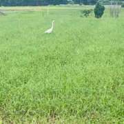 ヒメ日記 2025/08/16 22:04 投稿 かおり 人妻花かんざし