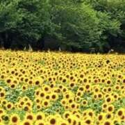 ヒメ日記 2025/08/19 08:25 投稿 かおり 人妻花かんざし