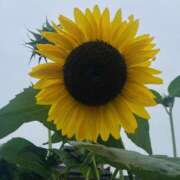 ヒメ日記 2025/08/19 19:21 投稿 かおり 人妻花かんざし