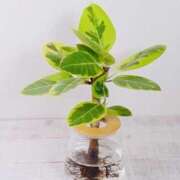 ヒメ日記 2025/08/25 08:46 投稿 かおり 人妻花かんざし