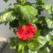 ヒメ日記 2025/08/26 11:26 投稿 かおり 人妻花かんざし