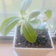 ヒメ日記 2025/09/08 08:15 投稿 かおり 人妻花かんざし