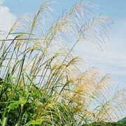 ヒメ日記 2025/09/12 07:49 投稿 かおり 人妻花かんざし