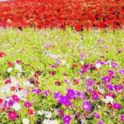 ヒメ日記 2025/09/26 08:29 投稿 かおり 人妻花かんざし