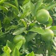 ヒメ日記 2025/09/30 09:59 投稿 かおり 人妻花かんざし