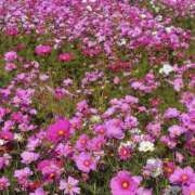 ヒメ日記 2025/10/01 09:39 投稿 かおり 人妻花かんざし