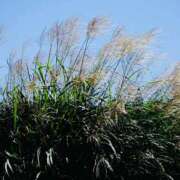 ヒメ日記 2025/10/07 09:14 投稿 かおり 人妻花かんざし